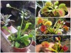 Cách Gieo Hạt Và Chăm Sóc Cây Bẫy Kẹp Bắt Mồi Siêu Đơn Giản 