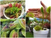 Cách Gieo Hạt Và Chăm Sóc Cây Bẫy Kẹp Bắt Mồi Siêu Đơn Giản 