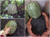 Trọn Bộ Trồng Và Chăm Sóc Giống Bí Mèo Hà Giang 