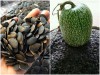 Trọn Bộ Trồng Và Chăm Sóc Giống Bí Mèo Hà Giang 