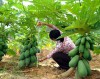 Bộ Hạt Giống Đu Đủ Lùn Cao Sản