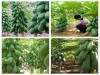 Bộ Hạt Giống Đu Đủ Lùn Cao Sản