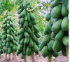 Bộ Hạt Giống Đu Đủ Lùn Cao Sản