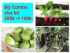 Bộ Hạt Giống Dành Cho bé