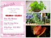 Bộ Hạt Giống Gia vị Và Côn trùng