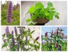 Bộ Hạt Giống Gia vị Và Côn trùng
