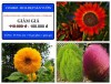 Bộ Hạt Giống Hoa Đẹp Sân Vườn