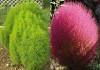 Bộ Hạt Giống Hoa Đẹp Sân Vườn