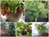 BOX-SEED 