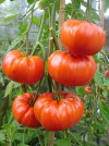 Hạt Giống Cà Chua Khổng Lồ 2kg