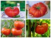 Hạt Giống Cà Chua Khổng Lồ 2kg