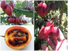 Khám Phá Giá Trị Dinh Dưỡng Của Trái Cà Chua Thân Gỗ Magic Độc Lạ 