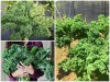 Những Lợi Ích Thần Kỳ Của Cải Xoăn Kale Mỹ Khổng Lồ 