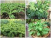 Những Lợi Ích Thần Kỳ Của Cải Xoăn Kale Mỹ Khổng Lồ 