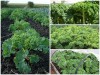 Những Lợi Ích Thần Kỳ Của Cải Xoăn Kale Mỹ Khổng Lồ 