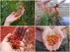 Trọn Bộ Trồng Và Chăm Sóc Giống Cây Câu Kỷ Tử 