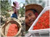 Trọn Bộ Trồng Và Chăm Sóc Giống Cây Câu Kỷ Tử 