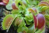 Bộ Hạt Giống Cây Ăn Thịt Bẫy Kẹp Bắt Mồi Mix Màu F1
