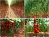 BỘ HẠT GIỐNG CÀ CHUA CHUỖI NGỌC