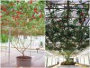 BỘ HẠT GIỐNG CÀ CHUA BẠCH TUỘC 
