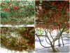 BỘ HẠT GIỐNG CÀ CHUA BẠCH TUỘC 
