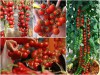 BỘ HẠT GIỐNG CÀ CHUA CHUỖI NGỌC