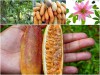 Trọn bộ trồng và chăm sóc hạt giống chanh leo chuối