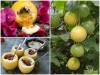 Chanh Leo Vàng Nhật Bản - Thức Uống Tốt Cho Mọi Người 