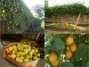 Trọn Bộ Trồng Và Chăm Sóc Giống Chanh Dây Vàng Nhật Bản 
