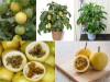 Trọn Bộ Trồng Và Chăm Sóc Giống Chanh Dây Vàng Nhật Bản 