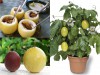 Trọn Bộ Trồng Và Chăm Sóc Giống Chanh Dây Vàng Nhật Bản 