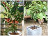 BỘ HẠT GIỐNG CHERRY MỸ NHIỆT ĐỚI