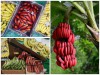 Tìm Hiểu Giống Chuối Đỏ Dacca, Ăn Tốt Cho Sức Khỏe Hơn Chuối Vàng 