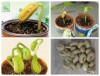 Hạt đậu thần kỳ - Combo 03 hạt