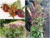 Trọn Bộ Trồng Và Chăm Sóc Giống Hoa Cúc Bách Nhật 