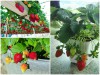 Kinh Nghiệm Trồng Dâu Tây Giống Nhật Ở Xứ Nóng 