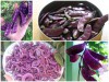 Trọn Bộ Trồng Và Chăm Sóc Giống Đậu Ván Tím 