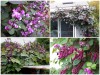 Trọn Bộ Trồng Và Chăm Sóc Giống Đậu Ván Tím 