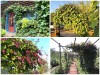  Nắng Nóng, Tranh Thủ Trồng Ngay Giàn Đậu Ván Tím Vừa Có Quả Ăn, Vừa Có Hoa Ngắm