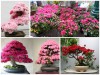 Ý Nghĩa Phong Thủy Của Hoa Đỗ Quyên Nếu Trồng Quanh Nhà 