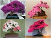 BỘ HẠT GIỐNG HOA ĐỖ QUYÊN 