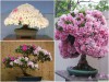 BỘ HẠT GIỐNG HOA ĐỖ QUYÊN 