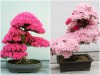 BỘ HẠT GIỐNG HOA ĐỖ QUYÊN 