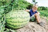 Hạt Giống Dưa Hấu Khổng Lồ 100kg