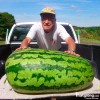 Hạt Giống Dưa Hấu Khổng Lồ 100kg