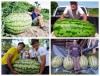 Hạt Giống Dưa Hấu Khổng Lồ 100kg