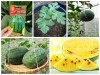 Trọn Bộ Trồng Và Chăm Sóc Giống Dưa Hấu Vỏ Xanh Ruột Vàng 
