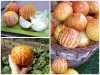Khai Quật Giống Dưa Vàng Hoàng Đế Tigger Ngọt Mát 