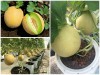 Trồng Dưa Lưới Taka 