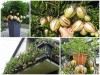 Tự Tạo Sự Độc Lạ Cho Ngôi Nhà Khi Trồng Dưa Pepino Làm Cảnh 